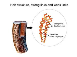 انواع ساختار مو